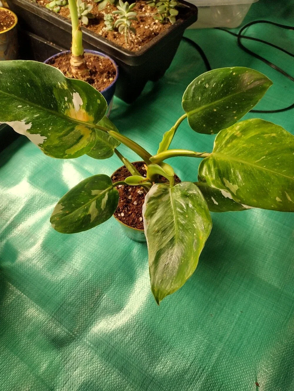 Gorgeous Variegated ”White Wizard